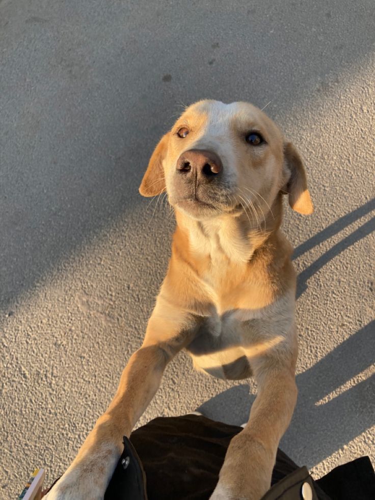 Lucy the dog